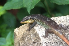 Trachylepis quinquetaeniata