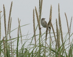 Helopsaltes ochotensis