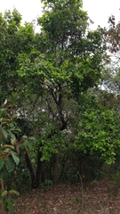 Coccoloba barbadensis