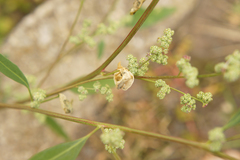Chrysoesthia sexguttella