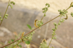 Chrysoesthia sexguttella