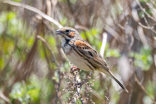 Chestnut-eared Bunting (Emberiza fucata), photo 8