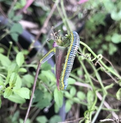 Leptophobia