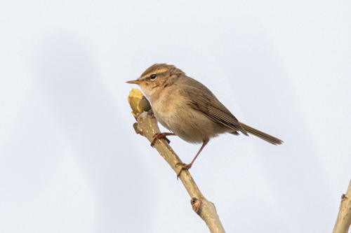 Dusky Warbler (Phylloscopus fuscatus), photo 7