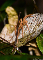 Heteropoda davidbowie