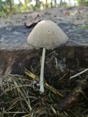 Fungi