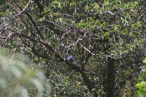 Metallic Pigeon (Columba vitiensis), photo 3