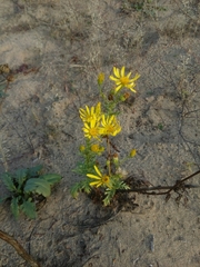 Senecio vernalis