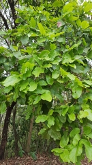 Coccoloba barbadensis