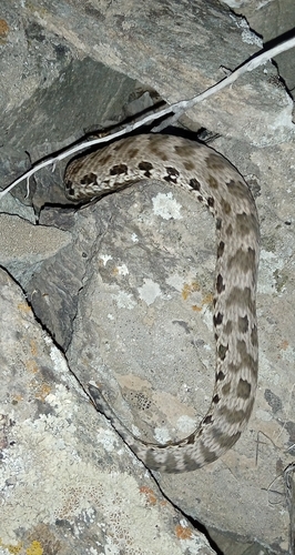 Karaganda pitviper