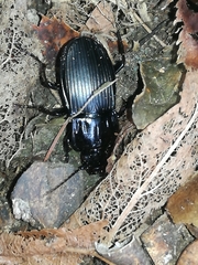 Abax parallelepipedus euganensis
