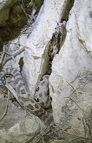 Karaganda pitviper