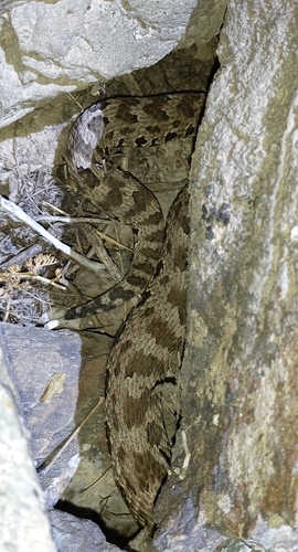 Karaganda pitviper