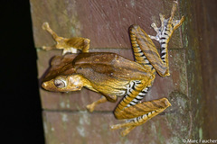 Polypedates otilophus