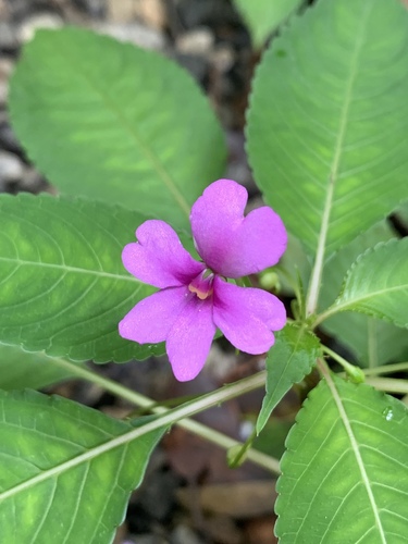 Impatiens dasysperma