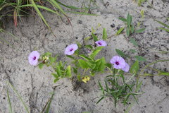 Ipomoea fulvicaulis