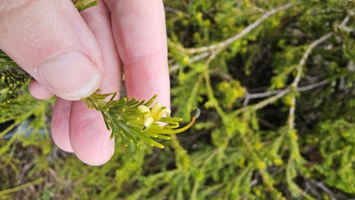 Adenanthos terminalis (Adenanthos terminalis)