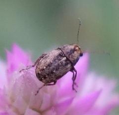 Araecerus