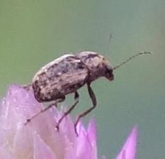 Araecerus