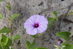 Ipomoea fulvicaulis