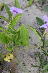 Ipomoea fulvicaulis