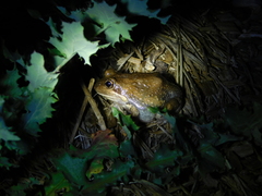 Limnodynastes dumerilii dumerilii