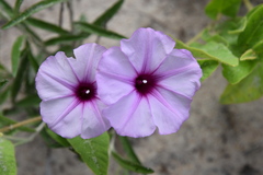 Ipomoea fulvicaulis