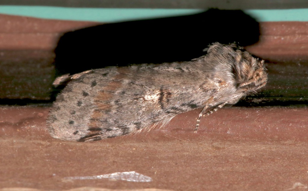 Scevesia angustiora