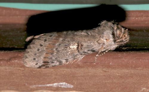 Scevesia angustiora