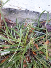 Cyperus nipponicus