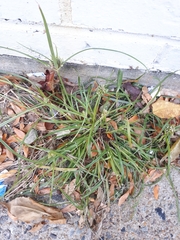 Cyperus nipponicus