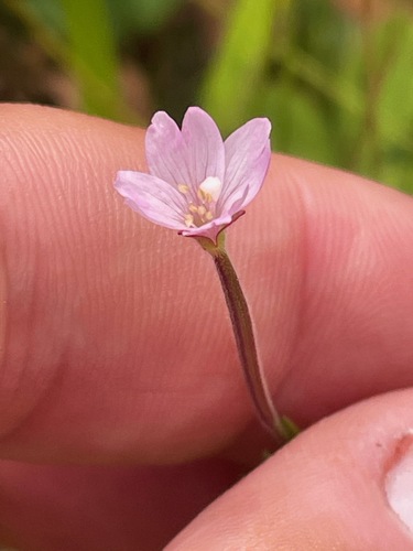Downy willowherb (Epilobium densum)