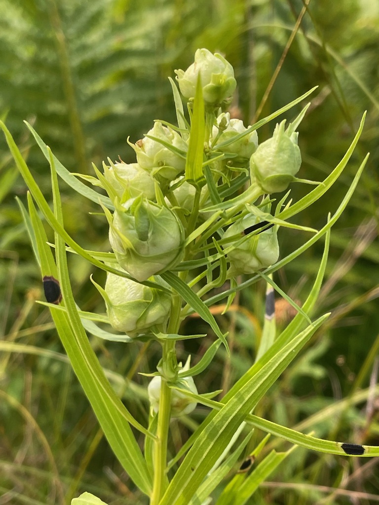 Rhopalomyia lobata