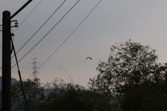 Spilornis cheela