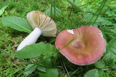 Russula aquosa
