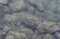 Abudefduf sexfasciatus