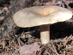 Lactarius affinis