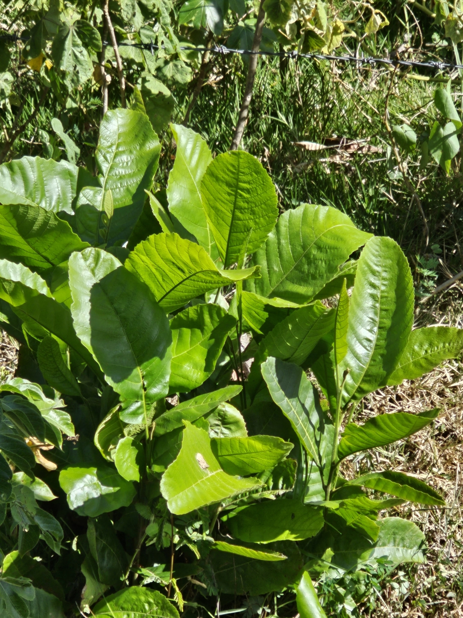 Cupania Americana (Cupania americana)