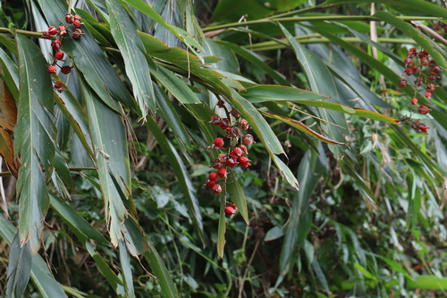 Alpinia zerumbet