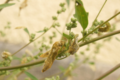 Chrysoesthia sexguttella