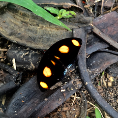 Catonephele numilia esite