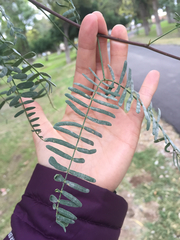 Prosopis