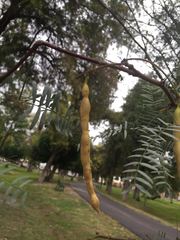 Prosopis