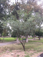 Prosopis