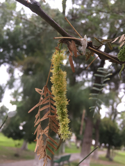 Prosopis