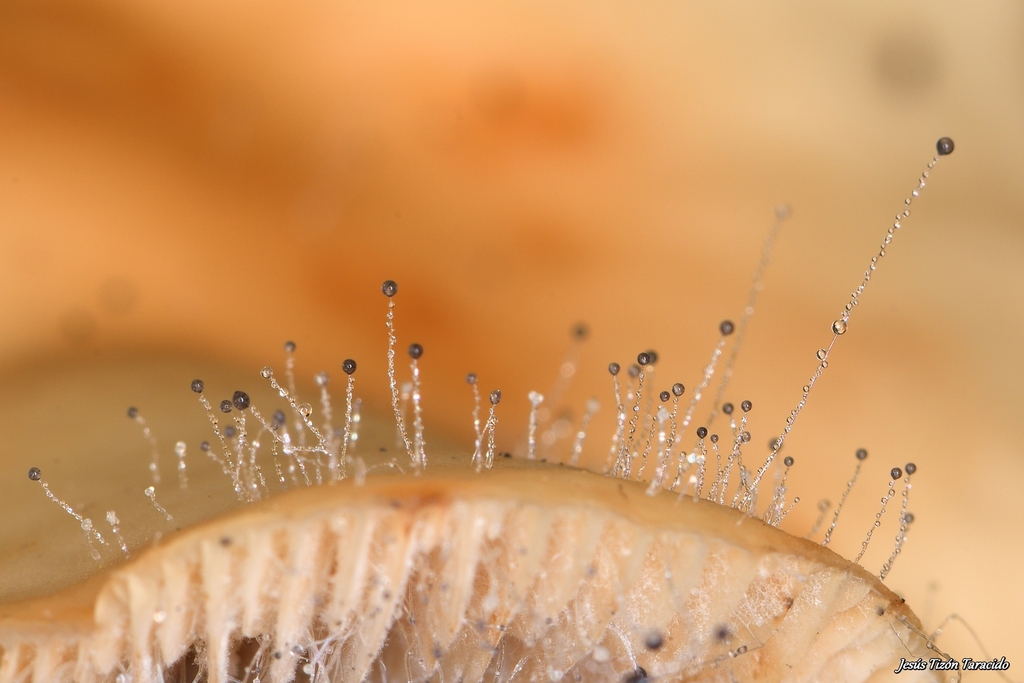 Spinellus