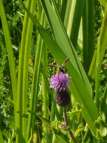 Waisted Beegrabber, 5018 TE Tilburg, Nederland, photo 9 of 10