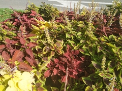Coleus scutellarioides