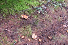 Russula paludosa