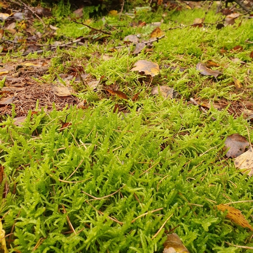 Pseudoscleropodium purum
